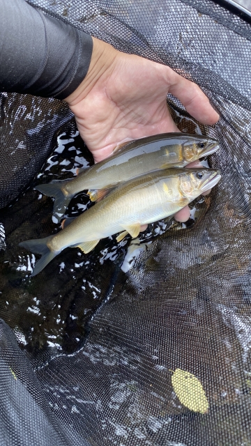 【岐阜・根尾川発】清流が育む鮎文化と上長瀬やな和亭の物語 〜川魚料理の伝統と地域の絆〜🐟✨