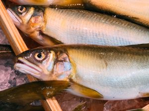 🐟 鮎のオスとメス、味の違いを知っていますか?|根尾川の清流が育てる天然の恵み