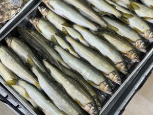 🐟 天然鮎と養殖鮎の違いとは?根尾川の清流が育む「香魚」の魅力を徹底解説