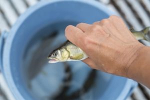 🐟 根尾川の水質が鮎の味を決める!清流が育む「香魚」の秘密