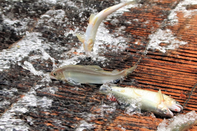 🐟 暑い日に鮎料理が最高な理由|根尾川の清流と炭火焼で味わう夏の贅沢