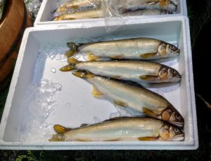 🍃鮎の香りの正体は〇〇だった!根尾川が生んだ自然の神秘を探る🐟