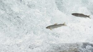 鮎の「旬」は三度訪れる?季節ごとに変わる鮎の魅力を徹底解説🐟✨