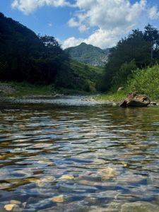 🐟 鮎が苦手だった方が「完食しました!」と笑顔になる理由 ─ 清流・根尾川の恵みと職人の技