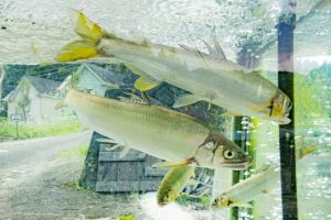 🔥 炭火とガス、鮎の味はどれくらい違う?魚屋歴30年の店主が本音でお伝えします