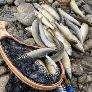 鮎を食べると元気になる理由 🐟✨ ～根尾川の清流と炭火焼きがもたらす"元気のもと"～