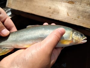骨までおいしい鮎の秘密 🐟✨