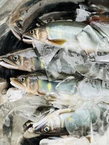 夏バテに鮎が効く理由とは？根尾川の清流育ちの鮎で夏を乗り切ろう！🐟