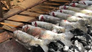 🐟 鮎に含まれるDHA・EPAの魅力｜根尾川の清流が育む"体にうれしい"栄養素