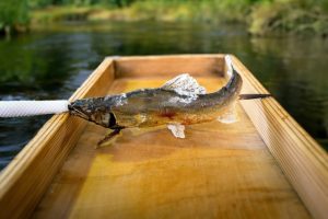 鮎の苦味は体に悪い？🐟 実は健康にうれしい理由をお伝えします