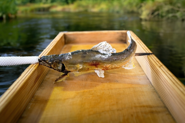 鮎の苦味は体に悪い？🐟 実は健康にうれしい理由をお伝えします