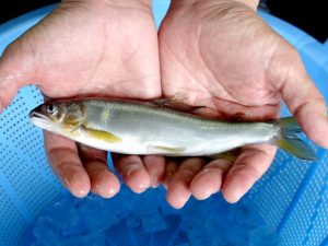 シンプルな鮎料理が一番おいしい理由 🐟✨