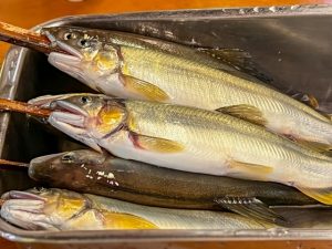 鮎の内臓は食べても大丈夫？🐟 安心して楽しむためのポイントをご紹介