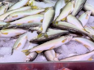 🐟 鮎はどれくらいのスピードで成長する?|根尾川の清流で育つ一年魚の成長物語