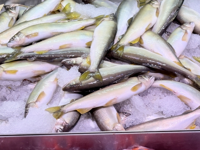 🐟 鮎はどれくらいのスピードで成長する?|根尾川の清流で育つ一年魚の成長物語