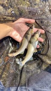 🍂 秋の子持ち鮎｜根尾川の清流が育む"ご褒美"の味わい