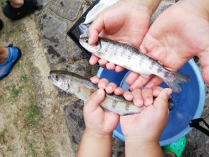 川の水温と鮎の味の深い関係 🌊🐟