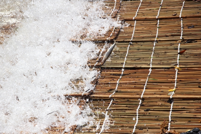 子どもと一緒に楽しむ「やな」体験🐟 川遊び・鮎料理・自然学習が詰まった夏の思い出づくり