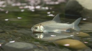 鮎が“香魚”と呼ばれる理由