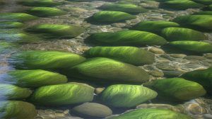 鮎の味は川で決まる?石とコケの話