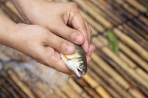 🐟 なぜ「やな」は夏だけ？｜鮎の旬・漁期・川の環境からわかる理由