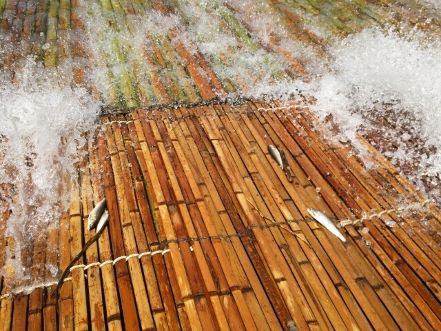 🐟🌊 川の"音"と鮎のおいしさの不思議な関係 ─ 根尾川・和亭の目線から