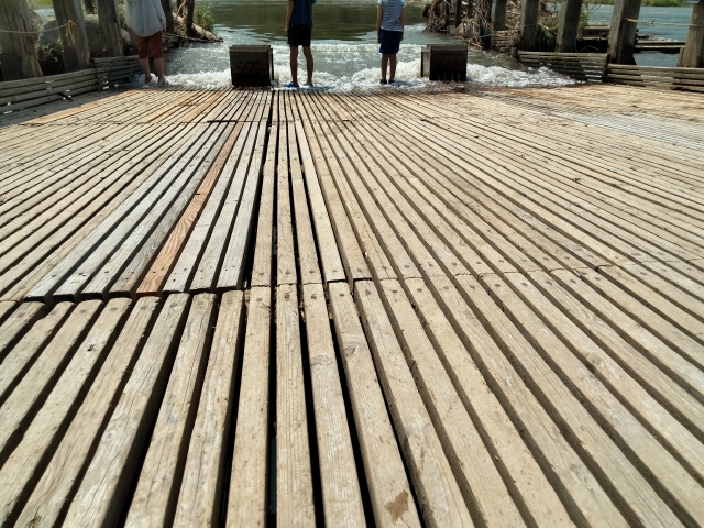 🐟 川魚と一緒に見られる夏の風物詩｜アユとホタルの不思議な共生関係