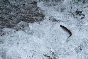 やな漁は1000年以上の歴史がある伝統漁法 🐟🌊