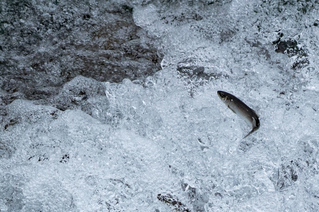 やな漁は1000年以上の歴史がある伝統漁法 🐟🌊