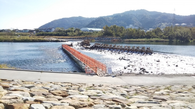 🐟🌊 川の"音"と鮎のおいしさの不思議な関係 ─ 根尾川・和亭の目線から